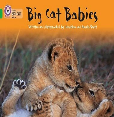 Collins Big Cat - Big Cat Babies