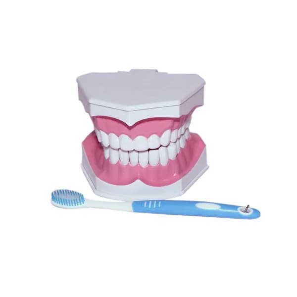 Dental Care Model